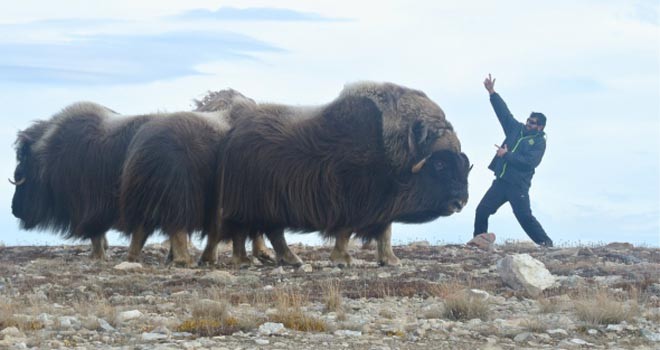 Muskox and Fortress adventurer ©  SW